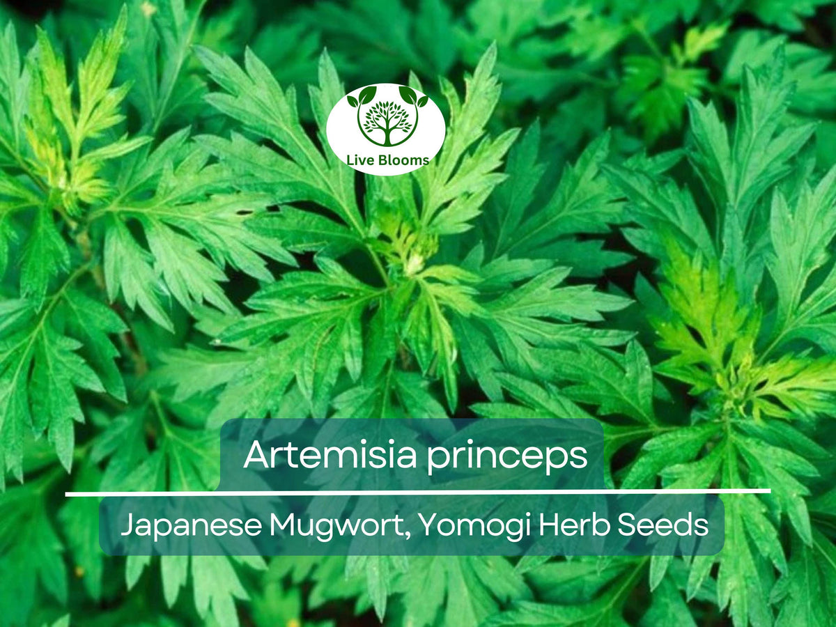 100 Seeds Japanese Mugwort Herb - Artemisia princeps (Yomogi) - Culinary & Aromatic Plant for Garden, Tea & Cooking