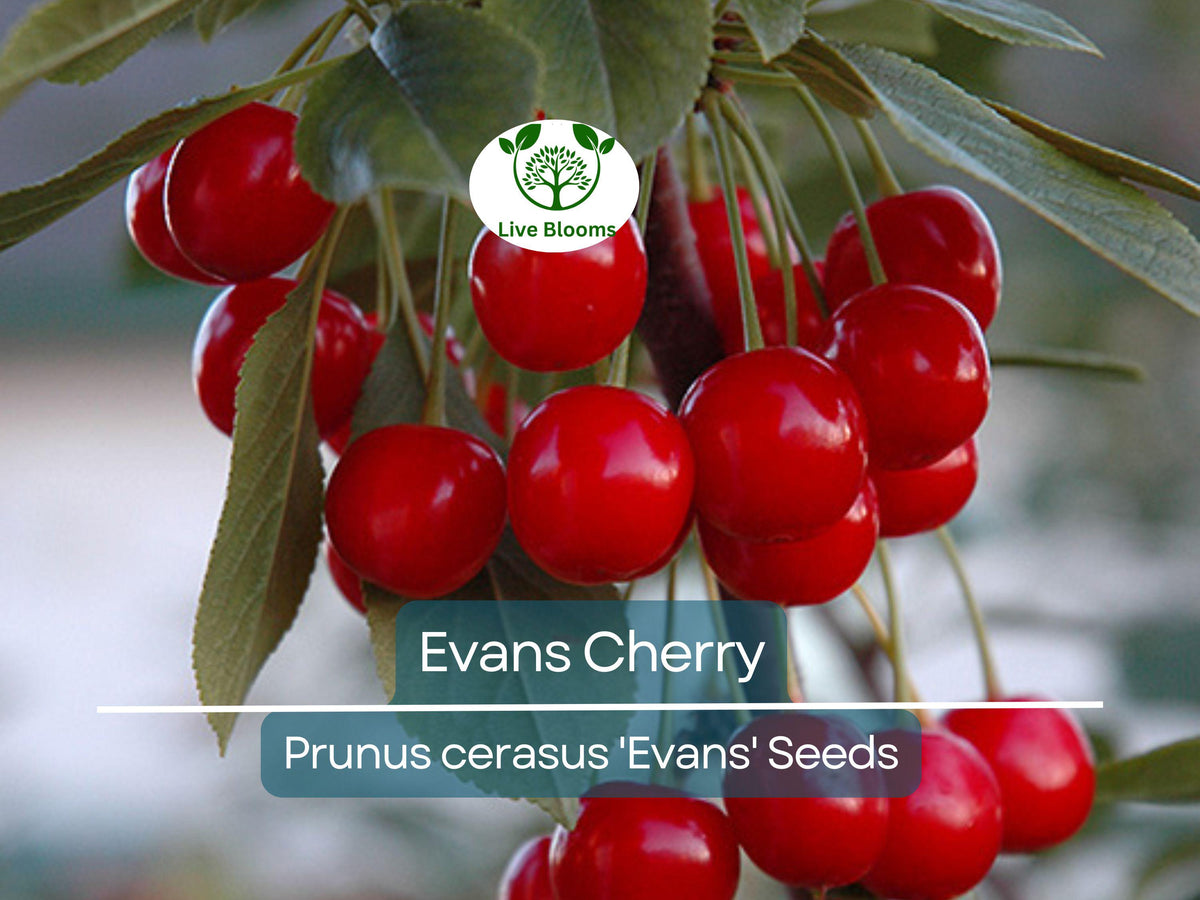 20 Evans Cherry Tree Seeds - Tart Cherries (Prunus cerasus 'Evans') - Cold-Hardy, Self-Fertile, Fast-Growing Fruit Seeds