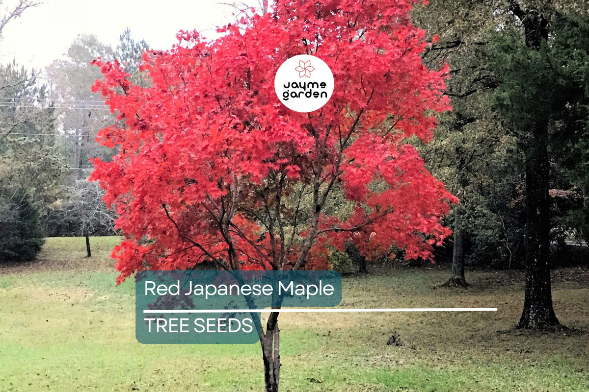 Red Japanese Maple Tree Seeds - 10 Pack - Acer palmatum - Cold Hardy Ornamental Bonsai - Fast Growing with Stunning Fall Foliage