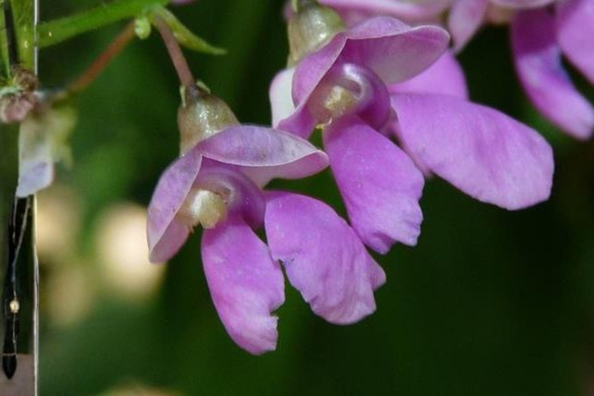 5 Wild Kidney Bean Seeds | Native Perennial Climbing Vine | Phaseolus polystachios