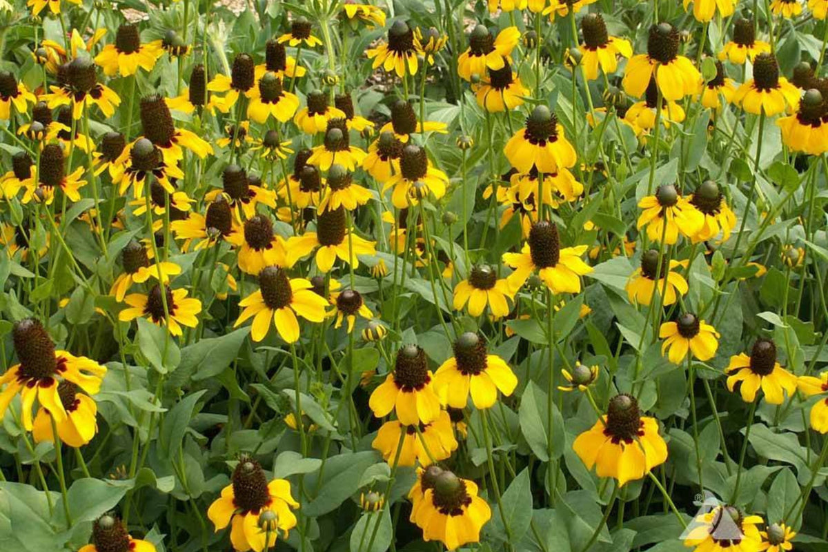 Clasping Coneflower Seeds | Rudbeckia Amplexicaulis | Drought Tolerant Yellow Blooms | Pollinator Friendly | Non-GMO
