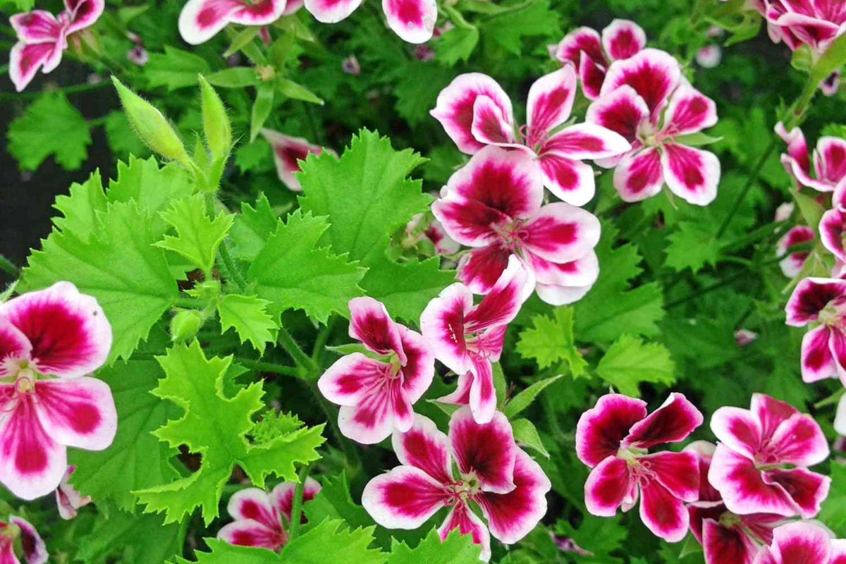 Citrosa Geranium Seeds - 25 Pack Mosquito Repellent, Fragrant Foliage, Pelargonium citrosum, Pollinator Friendly