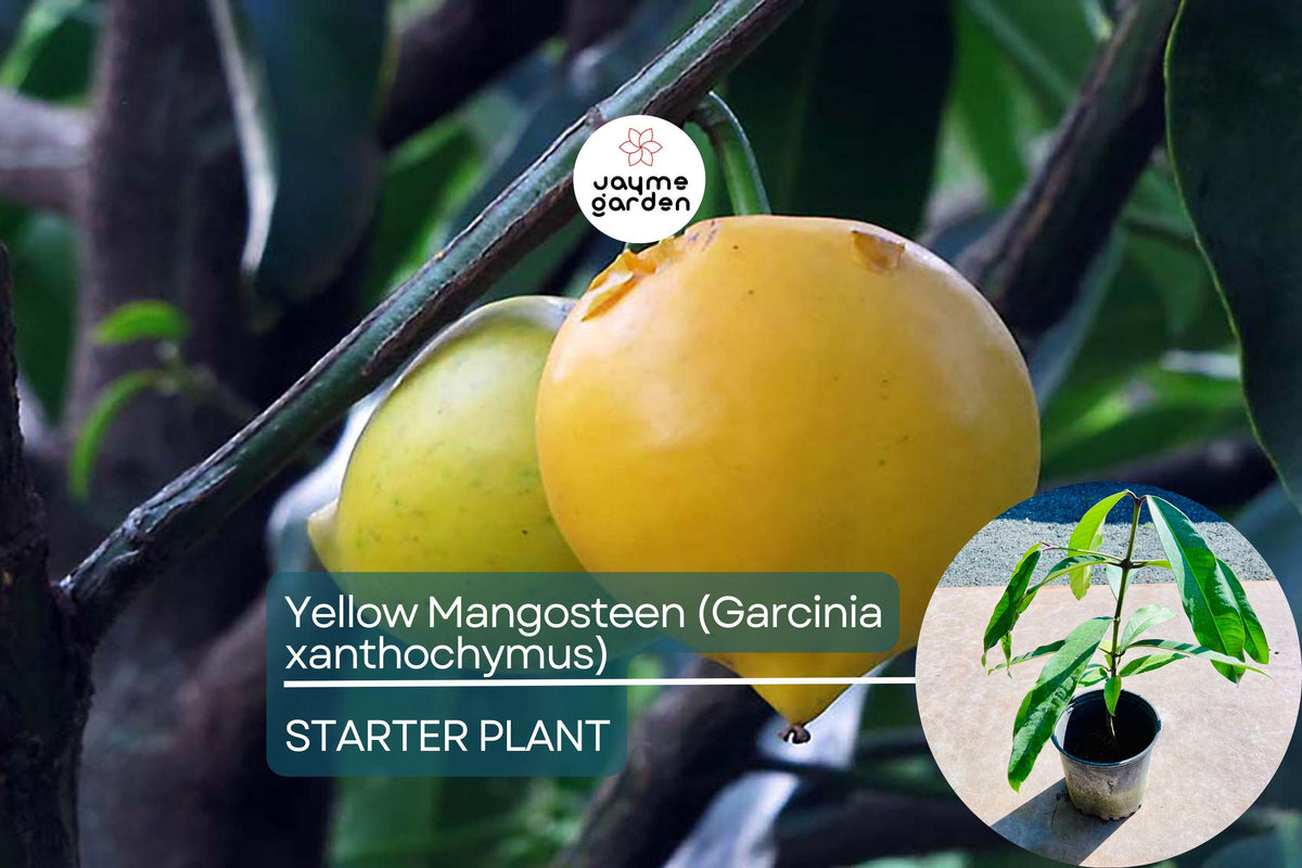 Yellow Mangosteen Live Fruit Tree 12"-24" - Garcinia xanthochymus - Tropical Evergreen with Exotic Yellow Fruits
