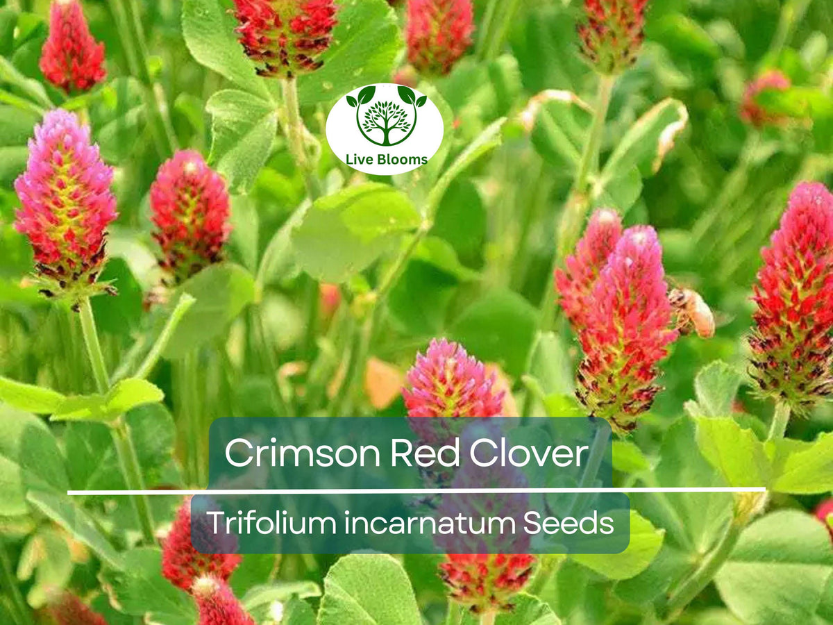 1000 Crimson Red Clover Seeds, Non-GMO Trifolium incarnatum, Nitrogen Fixing, Pollinator-Friendly, Red Flowers for Garden & Soil