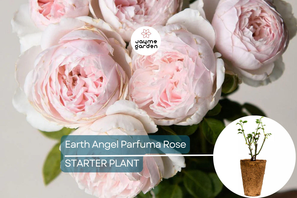 Earth Angel Parfuma Rose Plant - 1.5 Gal Pot - Blush Pink, Fragrant Floribunda - Rosa ‘KORgeowim’ - Disease-Resistant, Own-Root