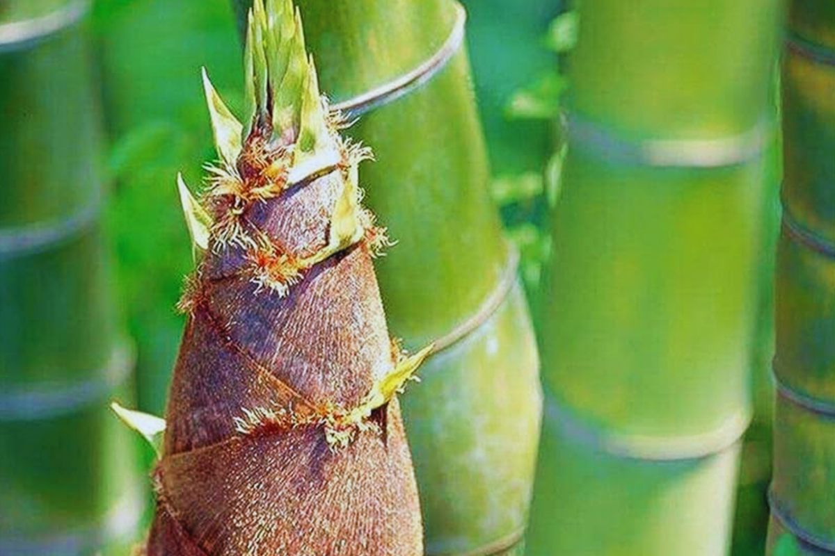 Giant Moso Bamboo Seeds | Non-GMO Evergreen Edible Shoots | Phyllostachys edulis | Fast-Growing Garden Plant