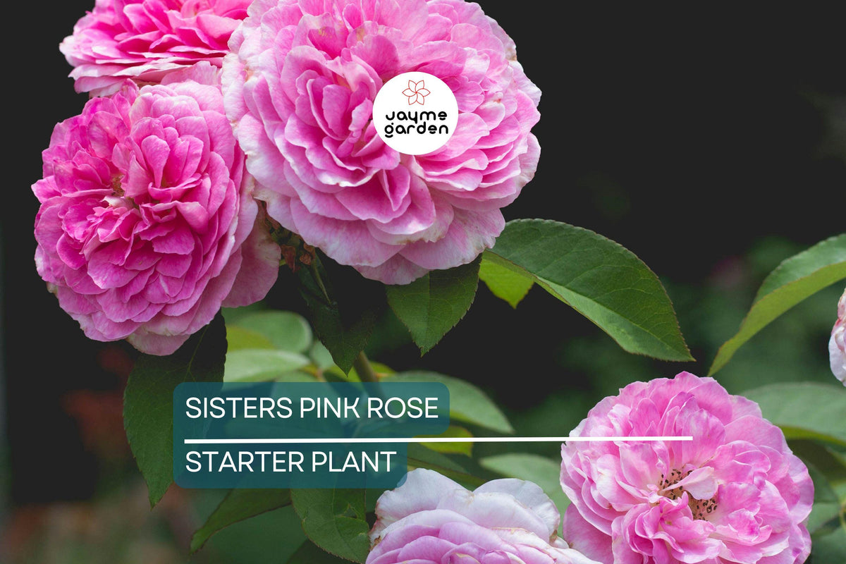 Heirloom Climbing Rose Bush | 3–6" Bare Root | 7 Sisters Pink Rose (Rosa multiflora) | Low Maintenance Rambler for Arbors & Trellises