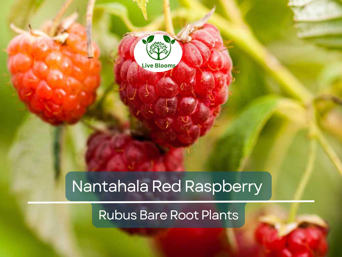 Nantahala Red Raspberry Plant - Bare Root Edible Berry Bush - Rubus idaeus - Everbearing, Large Juicy Berries