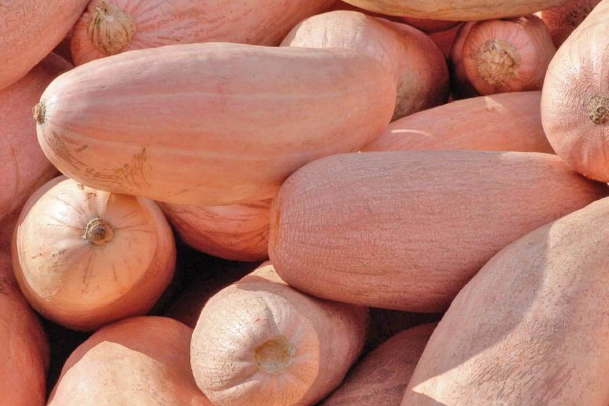 Pink Banana Squash Seeds | Jumbo Mexican Winter Squash | Cucurbita maxima | Sweet Flavor, Vibrant Pink-Orange Skin