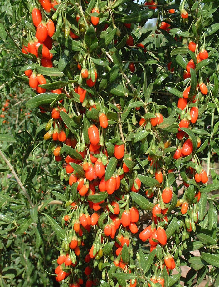 Live Goji Berry Plant in 6” Pot, Lycium barbarum, Cold Hardy Superfruit Bush, Edible Berries, Fast Growing for Home Gardens