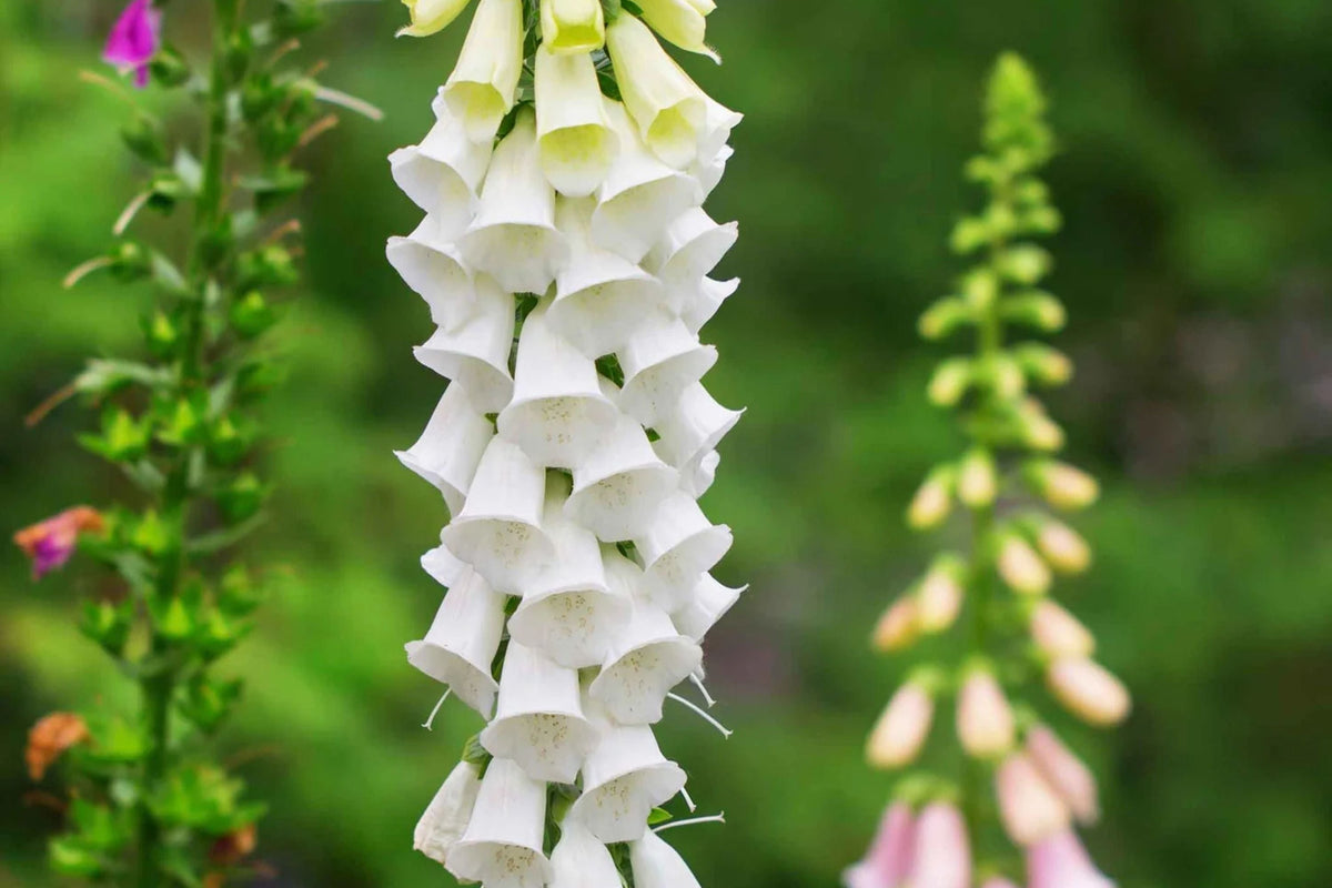 Alba Foxglove Seeds | Non-GMO | Pure White Blooms | Digitalis purpurea | Pollinator-Friendly | Biennial Flower Garden Seeds