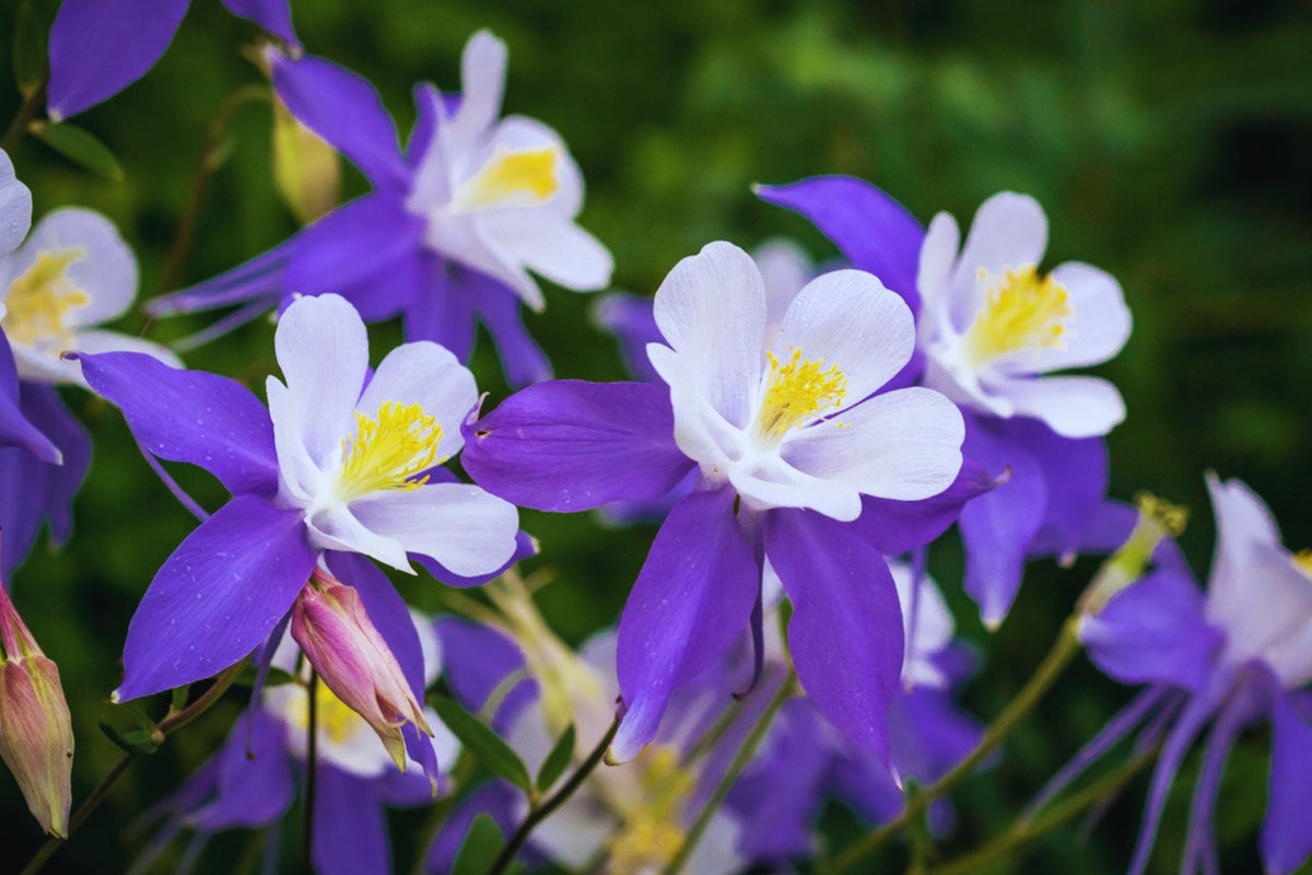 Columbine Seeds - McKana Giant Mix - Aquilegia caerulea - Attracts Pollinators - Fresh Flower Seeds - Non-GMO Garden Planting
