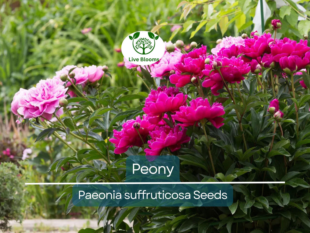 10 Peony Seeds Mix - Hardy Tree Peony Varieties (Paeonia suffruticosa) - Colorful Perennial Flowers for Garden, Easy to Grow