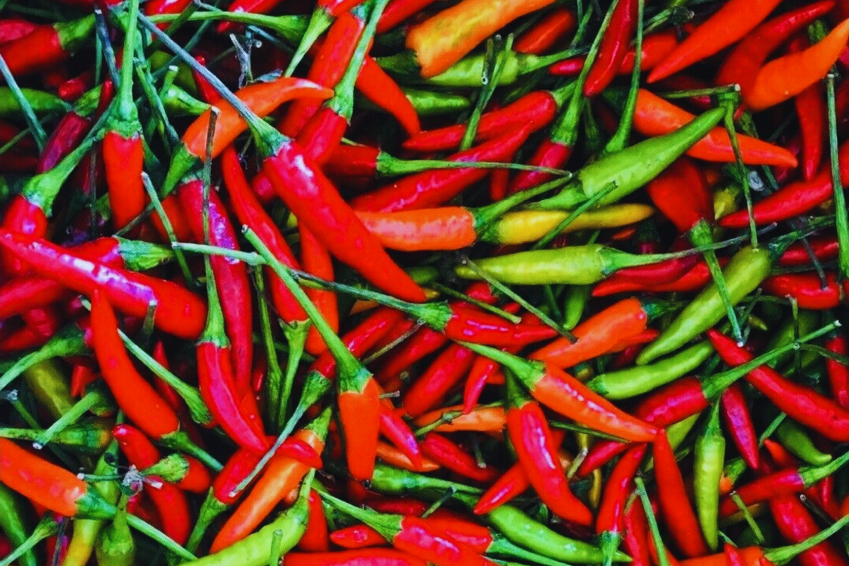 Thai Red Chili Seeds | Non-GMO Hot Pepper Burapa | Capsicum annuum | Fiery Ớt Hiểm Cay for Culinary Use and Gardening
