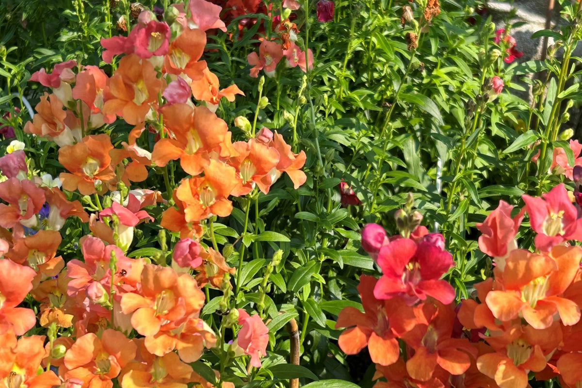 Chantilly Mix Snapdragon Seeds - 1000+ Seeds - Tall Cut Flower Garden - Antirrhinum majus - USA Grown - Pollinator Friendly