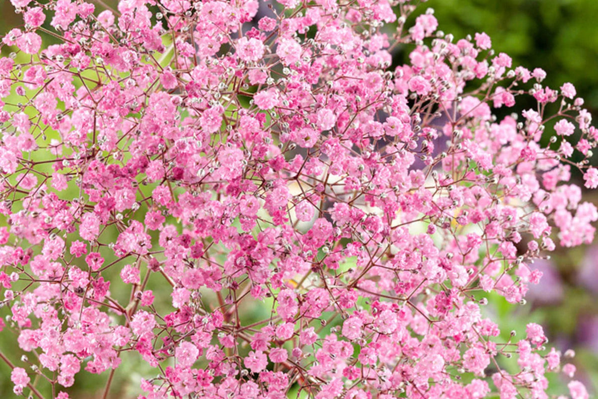 Pink Baby's Breath Seeds | Non-GMO Light Pink Blooms | Gypsophila elegans | Ideal for Cut & Dried Flowers, Pollinator Garden