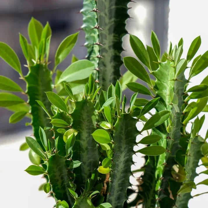 African Milk Bush Live Plant - Euphorbia trigona - Easy Care Succulent for Home & Office - Architectural Indoor Plant