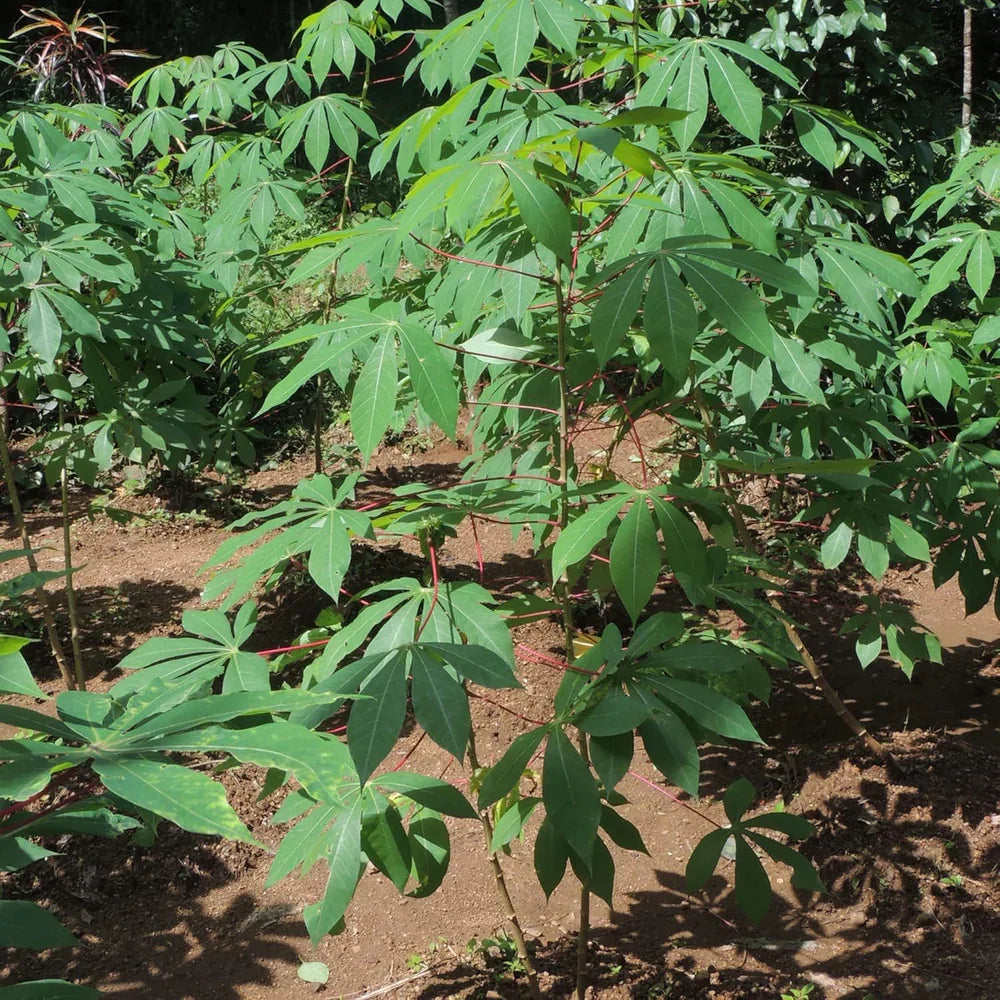4 Cassava Cuttings - 6-8 Inch Manihot esculenta - Tropical Ornamental Plant for Edible Gardens & Containers