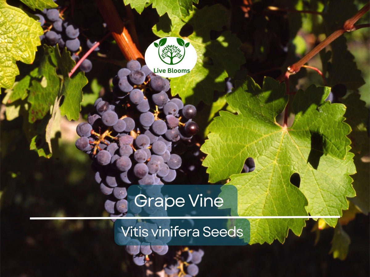 30 Grape Vine Seeds | Vitis vinifera | Wine & Table Grape Variety | Ideal for Home Gardens & Vineyards