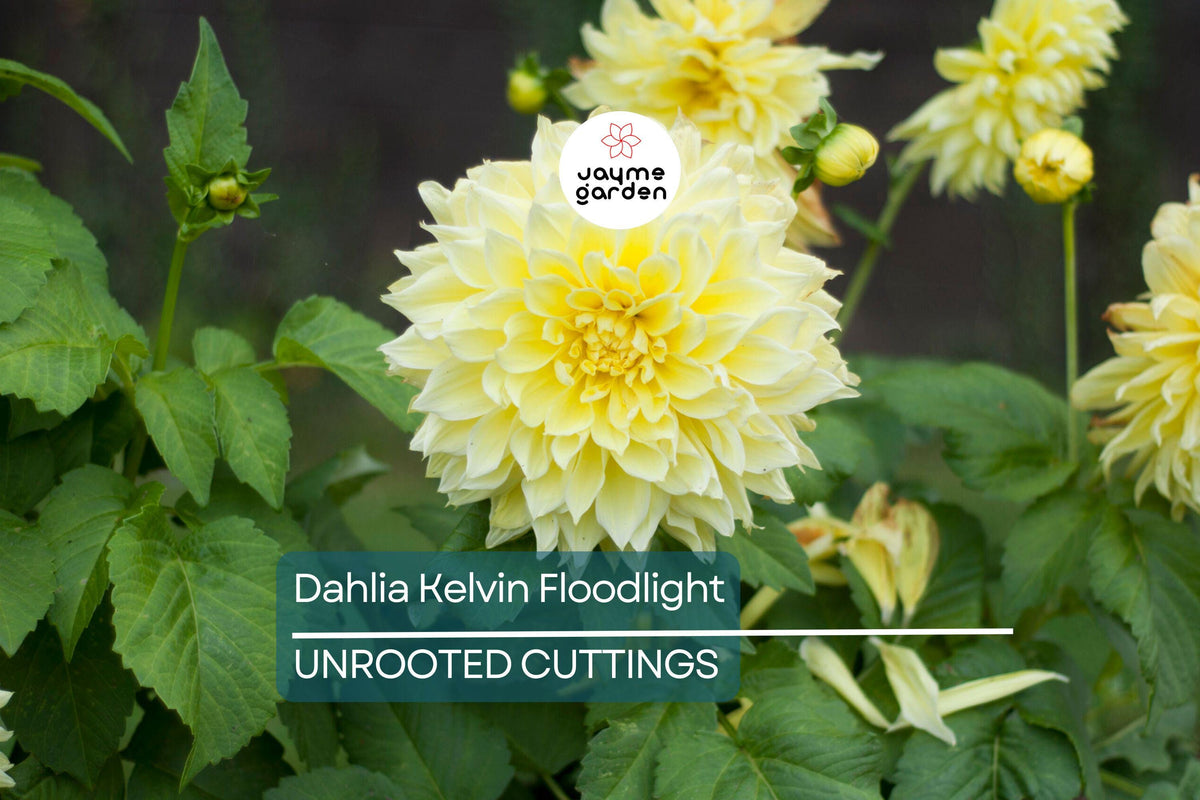Dahlia Tuber | Live Flower Bulb | Yellow Dinnerplate | Dahlia hybrid 'Kelvin Floodlight' | 7-12" Blooms | Pollinator Friendly