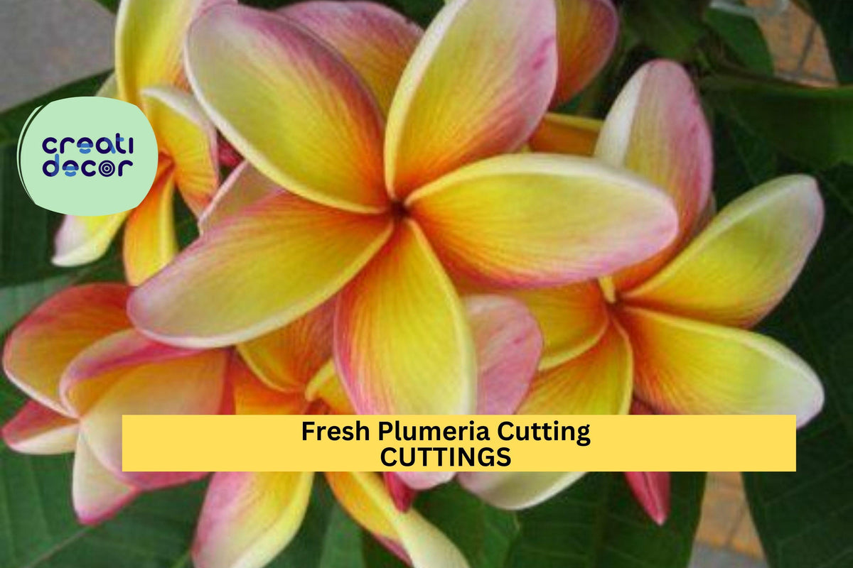 Fresh Plumeria Cutting 12" | Frangipani Tree Starter | Unrooted Tropical Flower | Plumeria spp. | Easy to Root