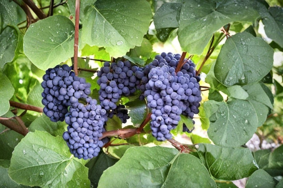 Blue Grape Vine Cuttings - 10 Unrooted Cuttings, Cold Hardy, Vitis spp., 2-3 Nodes for Home Vineyard and Garden Trellis