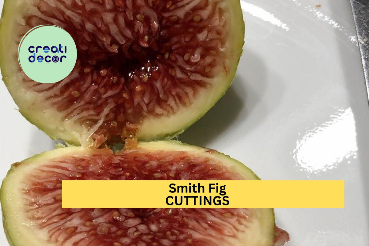 Smith Fig Cutting 6" to 10" - Ficus carica 'Smith' - Heirloom Variety for Propagation, Sweet Greenish-Yellow Fruit