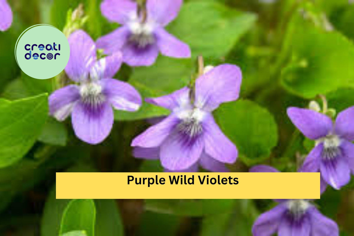15 Bare Root Purple Wild Violets - Native Viola Perennial Wildflowers for Shade Gardens - Hardy Groundcover Plants