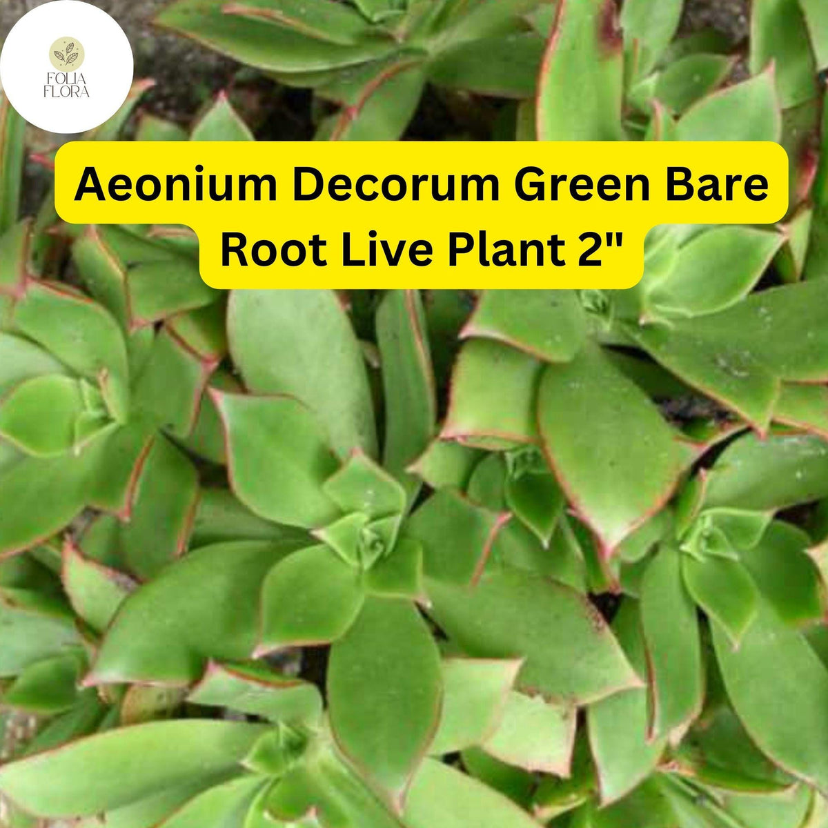 2" Live Succulent Plants - Aeonium decorum ‘Green’ - Drought-Tolerant, Rosette-Forming - Easy-Care Houseplant