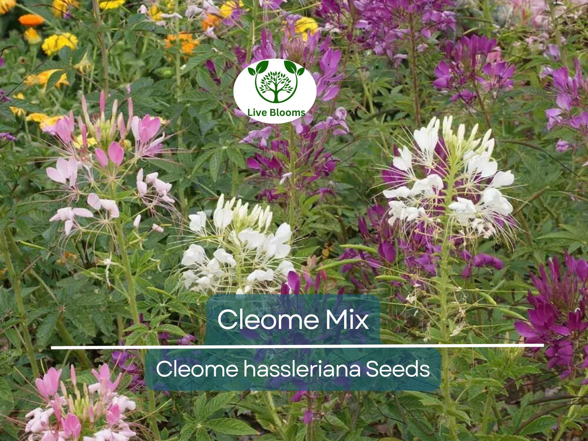 200 Cleome Spider Flower Seeds - Mixed Colors | Cleome hassleriana | Non-GMO | Pollinator Friendly | Fall Planting