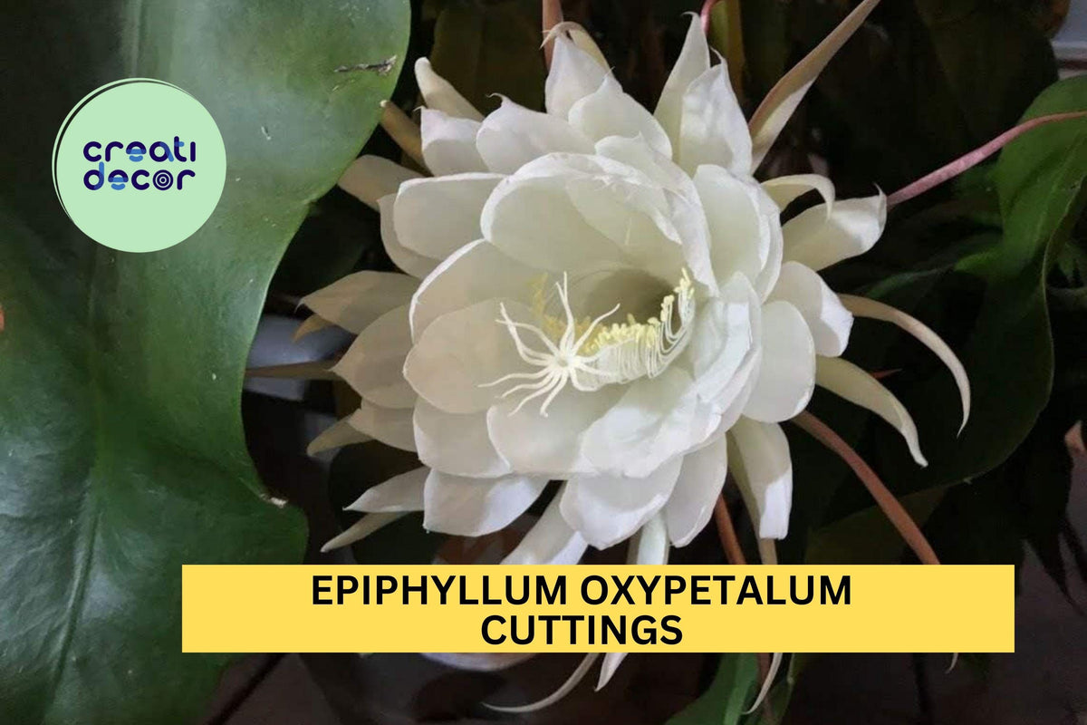 Queen of the Night Orchid Cactus Cuttings – 4–6" Epiphyllum Oxypetalum – Night Blooming Fragrant Plant – Set of 2
