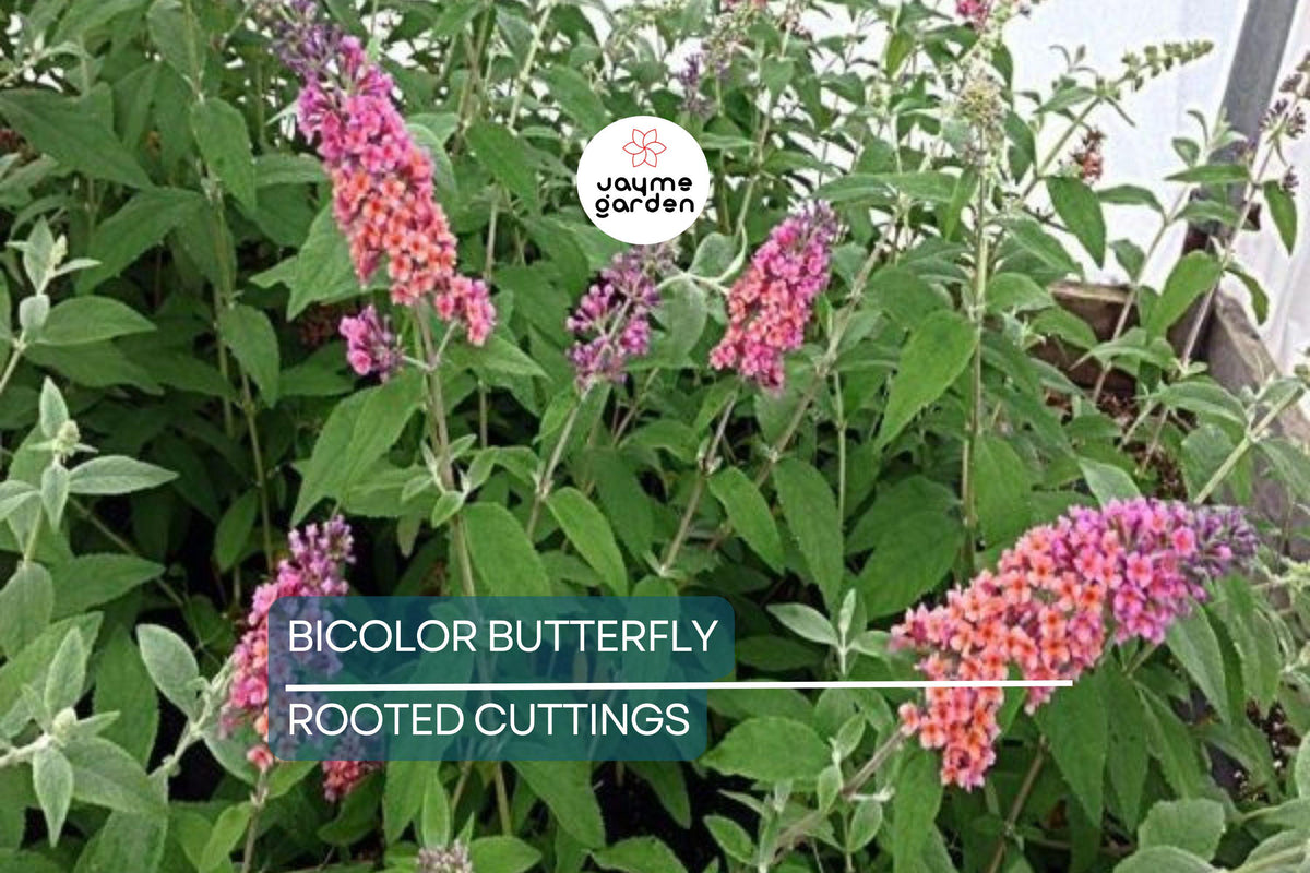 2-Pack Live Bicolor Butterfly Bush Plants, Fragrant Buddleia, Drought-Hardy, Butterfly Magnet, Low Maintenance Garden Shrub