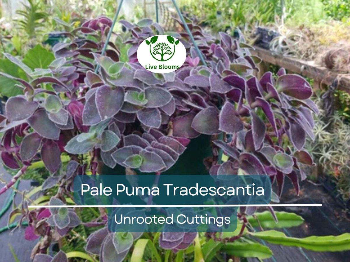5 Unrooted Cuttings Tradescantia 'Pale Puma' Fuzzy Purple Plant Tradescantia pallida Indoor Rare Colorful Plant