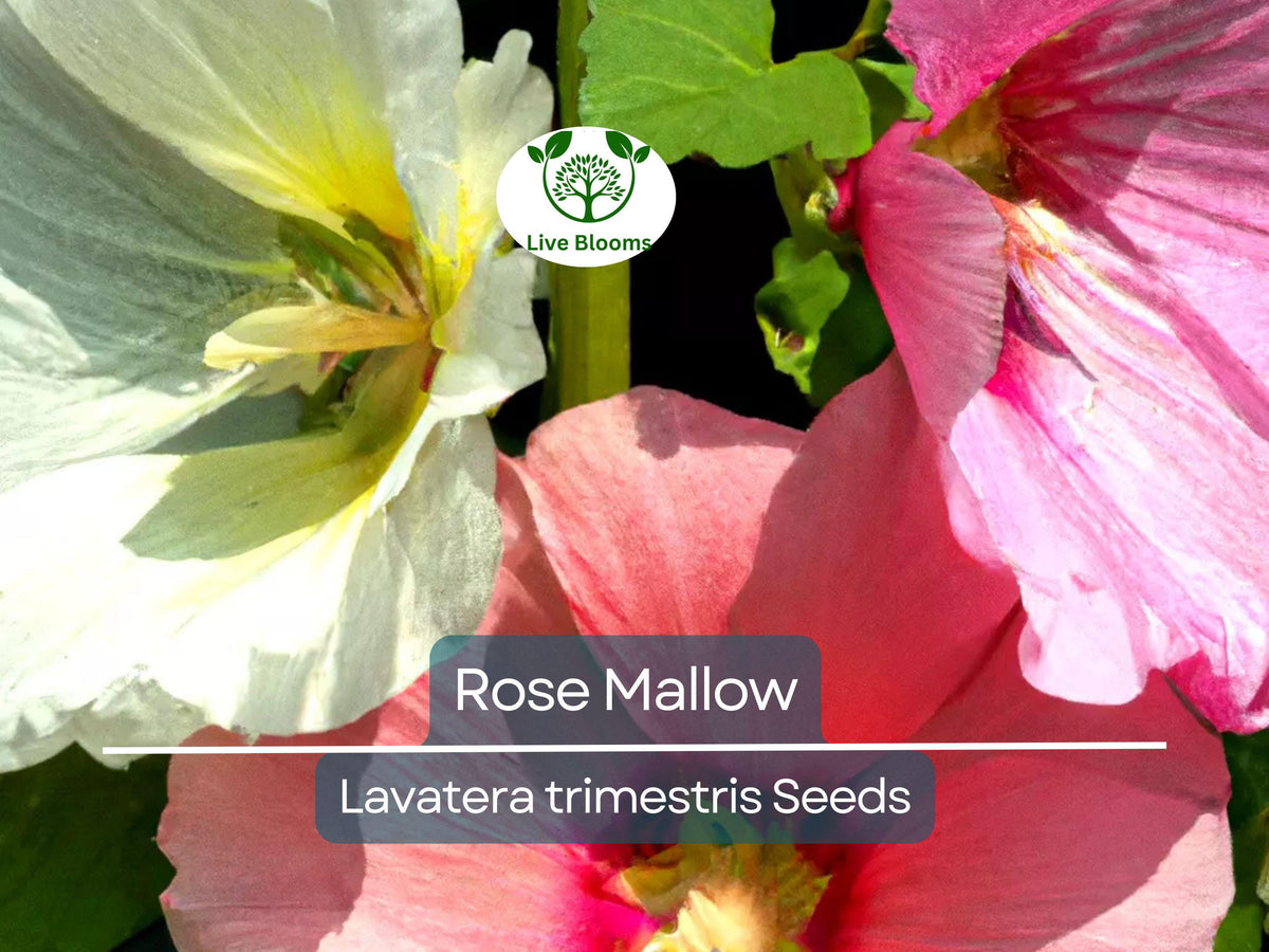 500 Rose Mallow Seeds - Mixed Colors Lavatera trimestris - Vibrant Annual Flower Seeds for Pollinator Gardens, Easy to Grow
