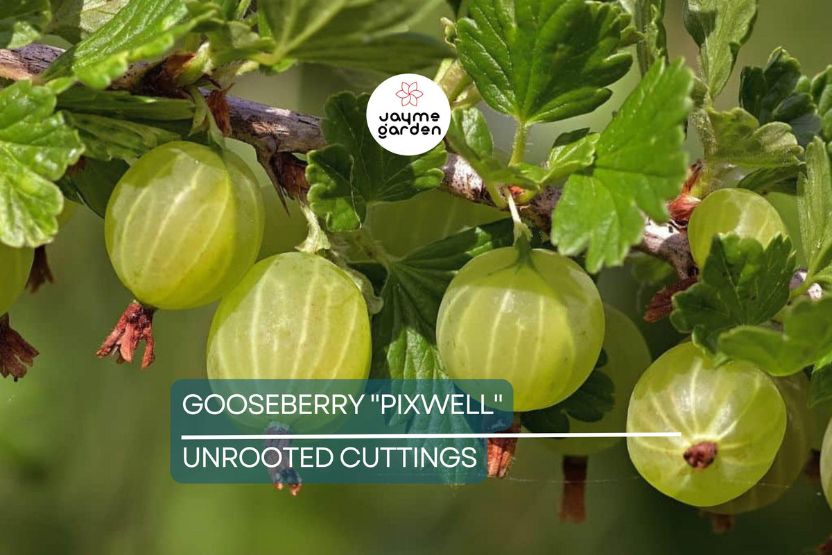 Organic Hardwood Cuttings - 6 Pixwell Gooseberry 6-9" - Tart Pink Berries for Jams, Self-Pollinating Edible Landscaping
