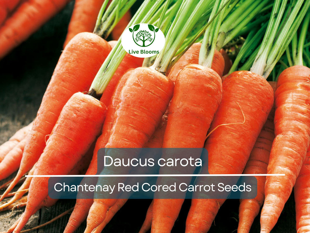 800 Seeds Chantenay Red Cored Carrot - Daucus carota - Heirloom Gardening Seeds for Sweet, Crisp Root Harvest