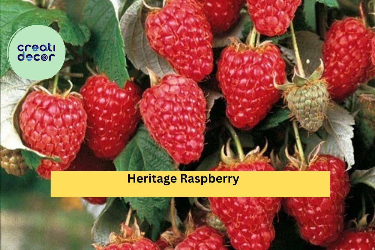 Heritage Raspberry Plant - Live 3-Year-Old Perennial Fruit Bush, Rubus idaeus 'Heritage', Sweet Red Berries for Garden or Patio