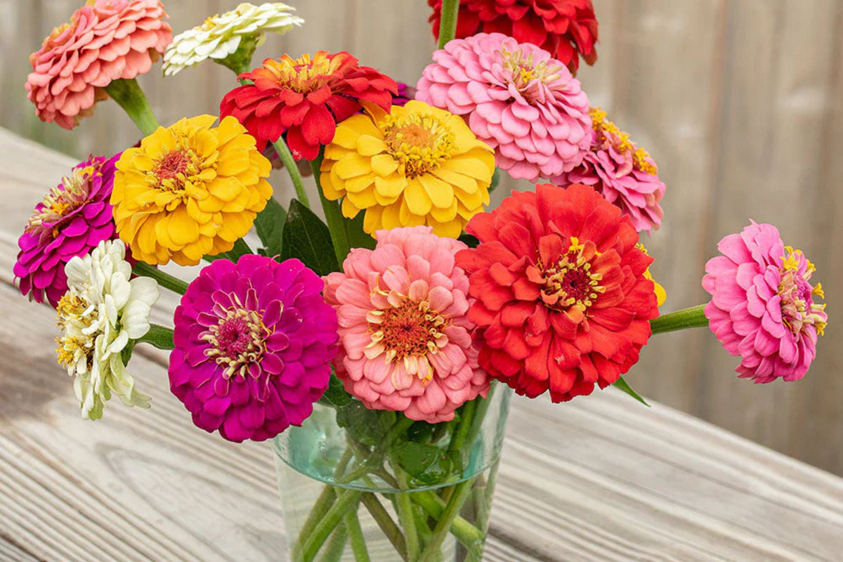 Oklahoma Mix Zinnia Seeds - 100+ Heirloom Flower Seeds, Double Blooms, Pollinator Garden, Zinnia elegans