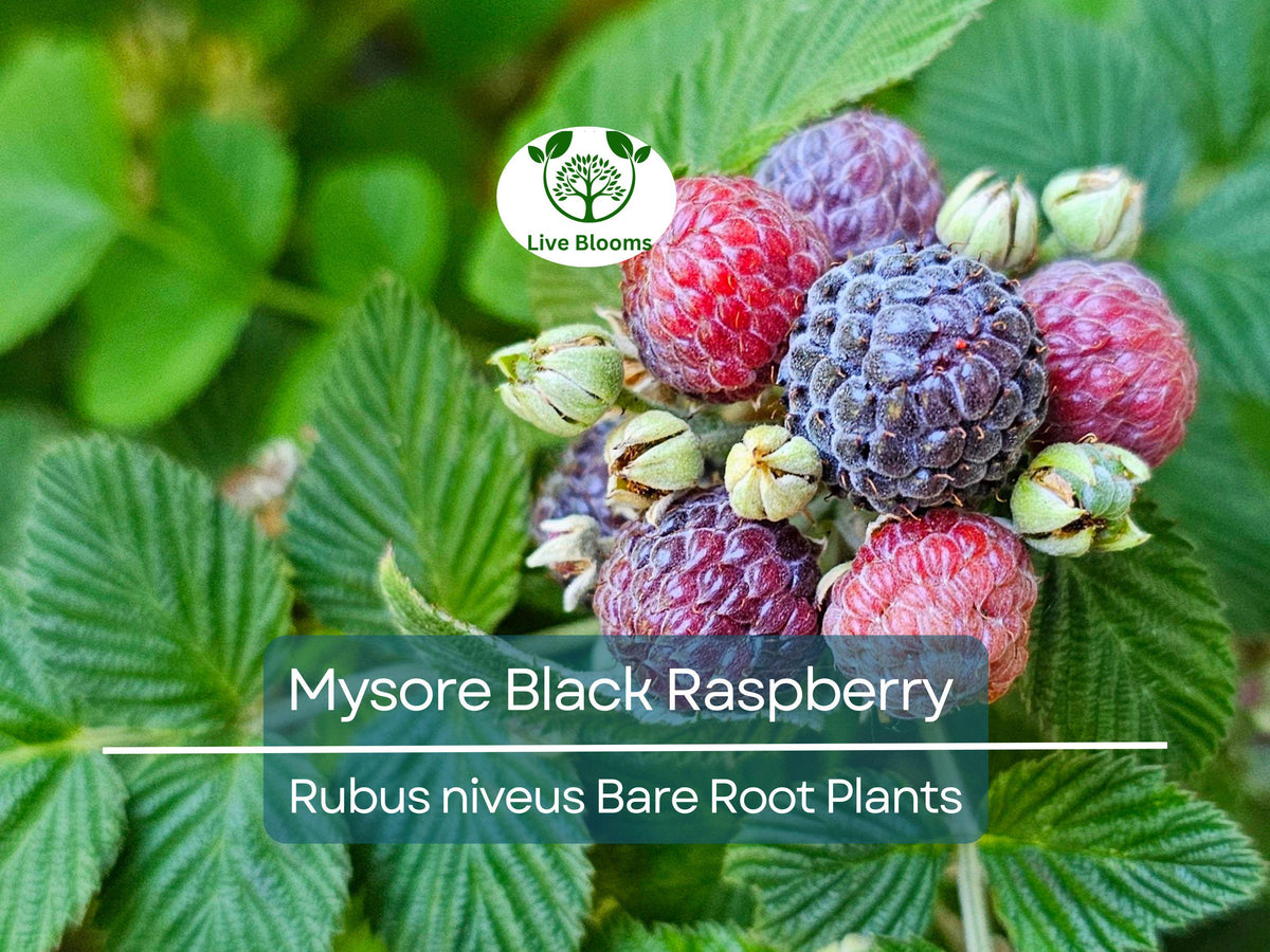 Mysore Black Raspberry Plant - Bare Root Starter - Rubus Niveus - Tropical Fruit for Garden and Orchard