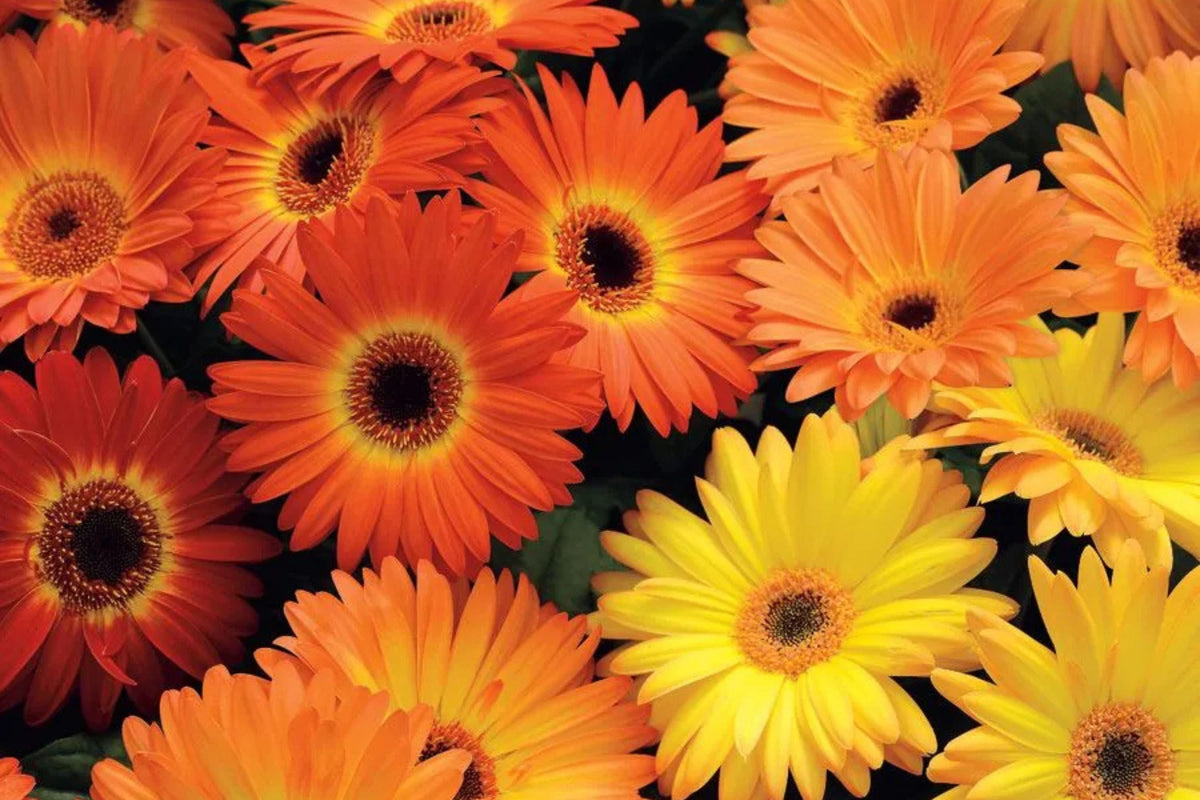 Majorette Gerbera Daisy Seeds - 200+ Premium Compact Colorful Flower Seeds, Gerbera jamesonii, Pollinator Friendly