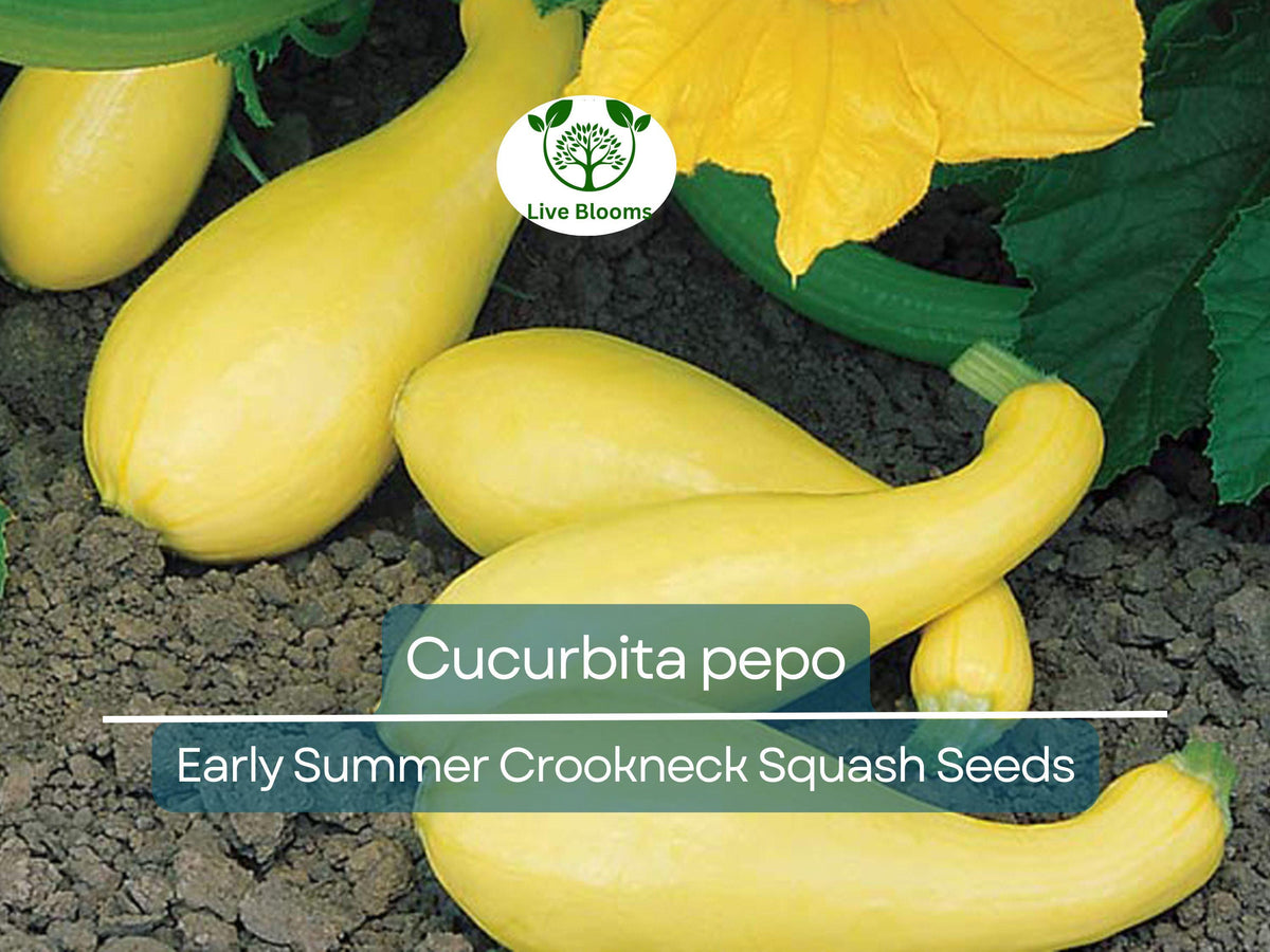 Early Summer Crookneck Squash Seeds - 10 Heirloom Seeds for Planting | Cucurbita pepo | Yellow, Tender, Productive Garden Veggies