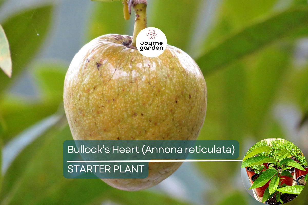 Bullock's Heart Tree Starter 12"-24" Annona reticulata Tropical Fruit Tree with Heart-Shaped Fruit, Sweet & Creamy Flavor