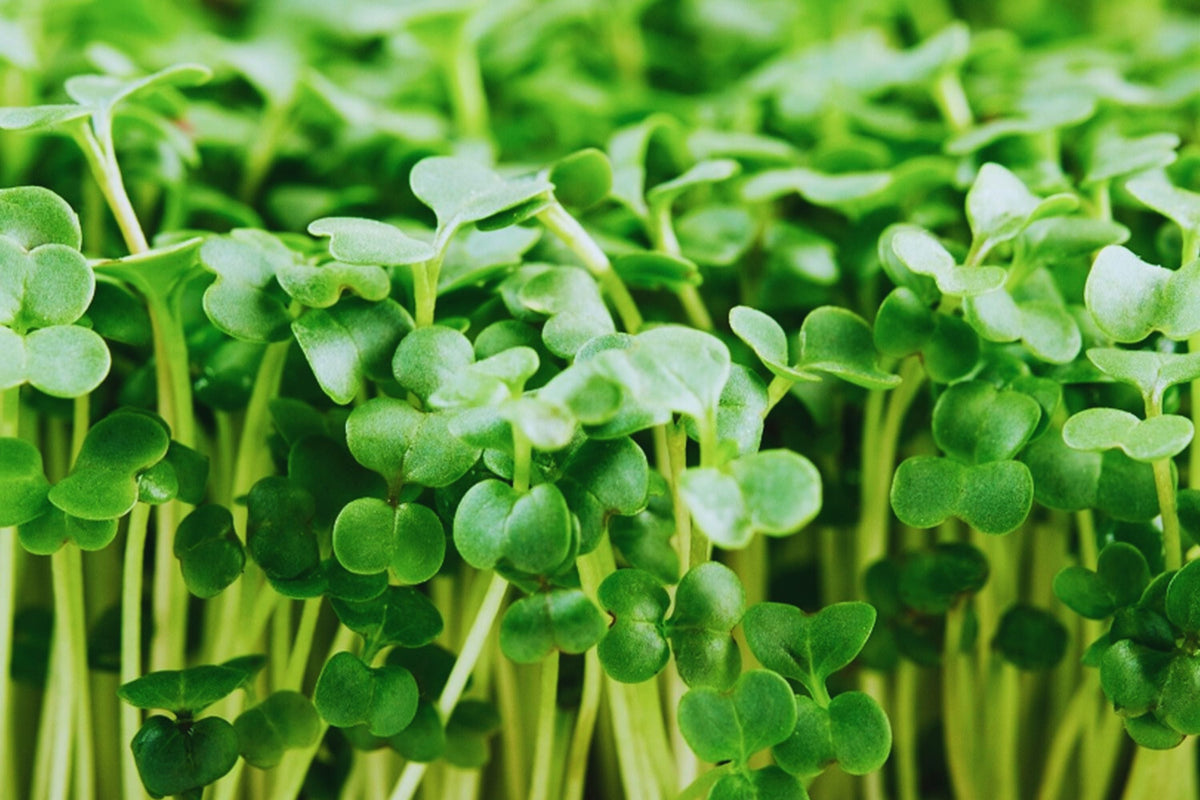 Broccoli Microgreen Seeds 3oz Non-GMO Heirloom Brassica oleracea USA Grown Fast-Growing Nutrient-Rich Greens
