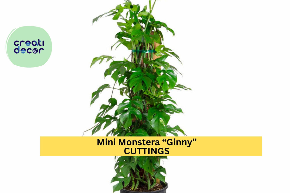 Mini Monstera Cutting - Rooted “Ginny” - Rhaphidophora tetrasperma - Rare Tropical Houseplant for Indoor Decor & Vines