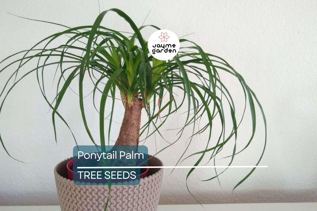 10 Ponytail Palm Seeds, Beaucarnea recurvata, Rare Elephant Foot Tree, Indoor Houseplant, Low Maintenance, USDA Zones 9-11