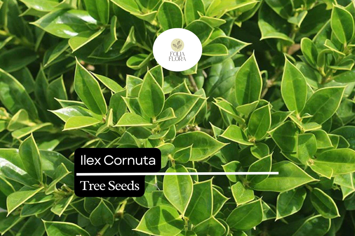 500mg Chinese Holly Seeds, Evergreen Shrub with Glossy Leaves, Ilex Cornuta - Drought-Tolerant, Wildlife-Friendly, Red Berries