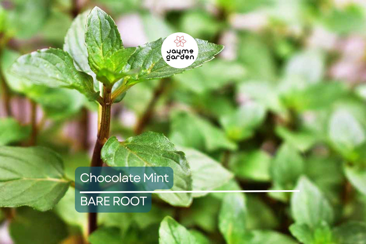 Chocolate Mint Live Starter Plant | Organic Herb for Tea & Aromatherapy | Mentha × piperita 'Chocolate' | Fast Growing