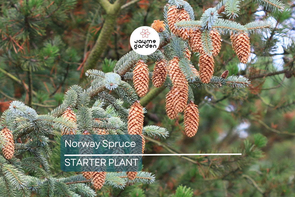 Norway Spruce Tree 12-18” Bare Root Picea abies Cold-Hardy Evergreen for Landscaping & Windbreaks, Dark Green Foliage