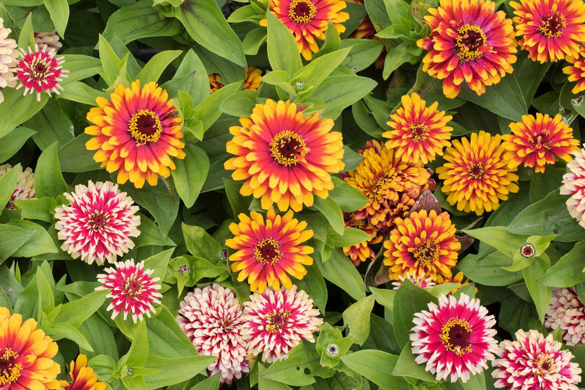 Swizzle Mix Zinnia Seeds - 100+ Heirloom Bi-Color Flower Seeds for Cut Flower & Pollinator Garden - Zinnia elegans