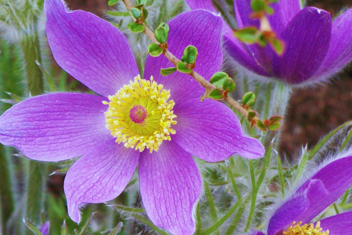 Pasque Flower Seeds, 35 Count, White, Drought Tolerant, Anemone Pulsatilla Vulgaris, Perennial Spring Blooming Garden Plant